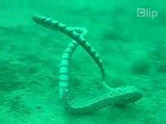 Rắn nuốt lươn điện và cái kết bất ngờ