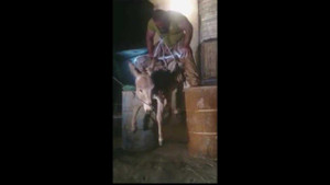 Người đàn ông dùng răng nhấc bổng con lừa để 'khoe' răng khỏe