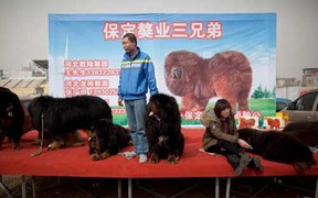 Ngao Tạng gặp hạn vì Trung Quốc chống tham nhũng