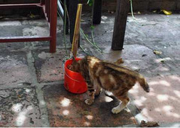 Bắt kẻ trộm mèo đâm công an xã trọng thương