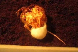 Rùng mình xem ếch nuốt chửng chuột bạch