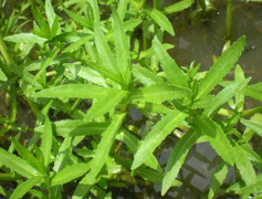 Bài thuốc dân gian trị sỏi thận bằng rau ngổ hiệu quả