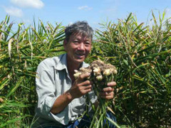 Thu lãi tiền tỷ mỗi ha gừng ở Cà Mau