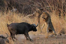 Clip: Rình rập nghé, sư tử bị trâu mẹ đuổi chạy trối chết