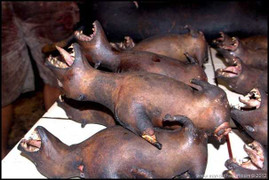 Rùng mình với những món đặc sản châu Á