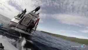 Kinh hoàng cảnh cá mập lao vào thuyền tấn công người