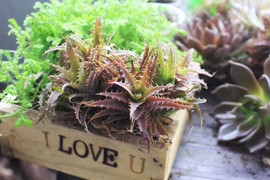 Mang 'rác' về nhà, thu nhập 40 triệu đồng/tháng