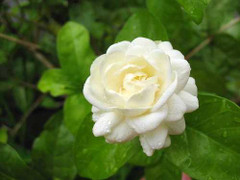 Tuyệt chiêu đánh bay mụn hiệu quả bằng hoa nhài