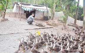 Nuôi vịt trời, nông dân sắm xe hơi bạc tỷ