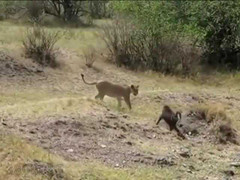 Khỉ đầu chó mất mạng vì muốn xưng bá với sư tử