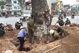 Chặt hạ, thay thế 6.700 cây xanh: Hà Nội vẫn chưa báo cáo Chính phủ