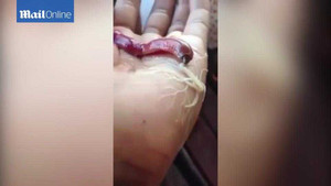 Kỳ lạ loài sâu bắn tơ như người nhện