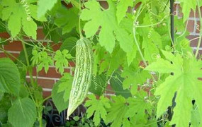 Đánh bay mùi hôi nách siêu đơn giản bằng mướp đắng