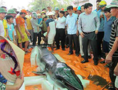 Cận cảnh cá voi nặng nửa tấn dạt vào bờ biển Thanh Hóa