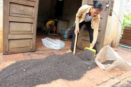 Kinh hoàng cảnh bọ đậu đen phủ kín nhà, tấn công dân Đồng Nai