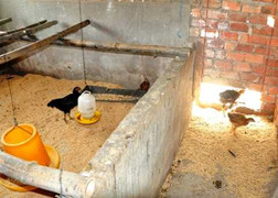 Quan xã 'ăn chặn gà' hộ nghèo: Phó Thủ tướng yêu cầu xử lý