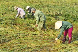Nông dân Quảng Trị trắng tay sau lốc xoáy