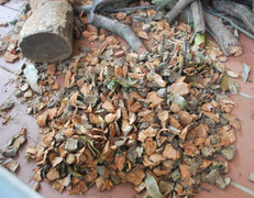 Đổ xô săn lùng thảo mộc có nhựa đỏ như máu vì tin đồn chữa ung thư