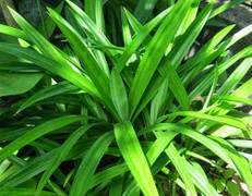 Lá dứa - 'Tiên dược' cho người bị bệnh tiểu đường