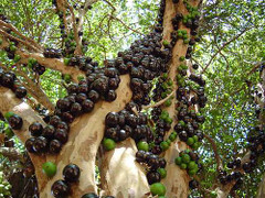 Dân Hà Nội phát cuồng với nho cực lạ