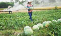Giải cứu dưa hấu, hành tím chỉ là ‘giải pháp tấm lòng’