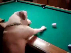 Tròn mắt xem chó chơi bi-a không cần gậy cực đỉnh