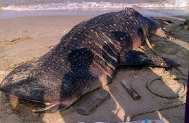 Cá voi nặng gần 4 tấn trôi dạt vào Mũi Né