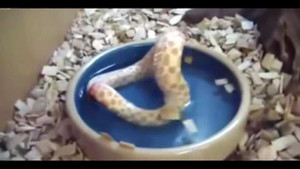 Kinh hoàng con rắn tự nuốt đuôi mình như nuốt mồi