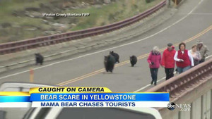 Video: Gấu đen tấn công, du khách chạy tán loạn trong vườn quốc gia