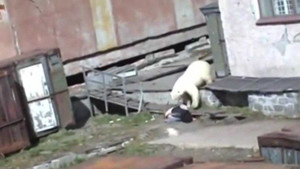 Bị gấu trắng tấn công dã man, một phụ nữ may mắn thoát chết