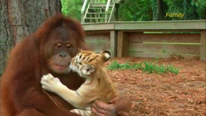 Kỳ lạ đười ươi chăm sóc hổ con