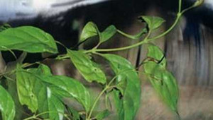 Bị ngược đãi, vợ hái lá ngón làm nộm đầu độc chồng