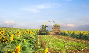 Choáng ngợp trang trại bò đạt kỷ lục châu Á ở nghệ An