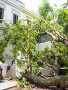 Hà Nội mưa lớn, cành cây xà cừ đổ sập tường nhà hàng