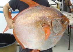 Cận cảnh loài cá máu nóng đầu tiên được phát hiện