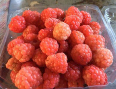 Tin tác dụng chống ung thư, nhiều người trồng mâm xôi