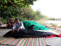 Cá heo hấp hối, dạt vào bờ biển Bình Định