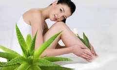 Công dụng thần kỳ của cây nha đam