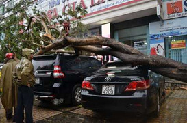Hai 'xế hộp' bị cây đổ đè bẹp trong mưa lớn