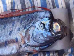 Cá 30kg giống rồng kỳ lạ dạt vào bờ biển Thanh Hóa