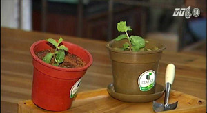 Kem chậu cây - món lạ ngày hè