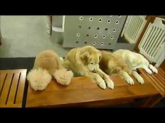 Clip: Đàn chó biết cầu nguyện và dọn bát sau khi ăn