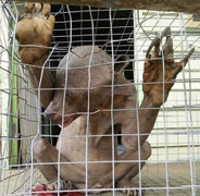 Sinh vật dị dạng gây sợ hãi ở Malaysia tái xuất