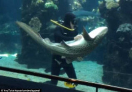 Clip: Cá mập thích thú để kỹ thuật viên xoa bụng như cún con