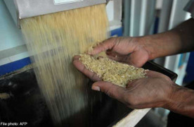 Tin gạo nhựa giả lan tràn ở Malaysia là bịa đặt