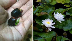 Dân Hà Thành mê mẩn hoa sen mini 7 màu giá cực chát