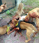 Hàng loạt vụ chó Pit bull hung hãn cắn càn trên đường