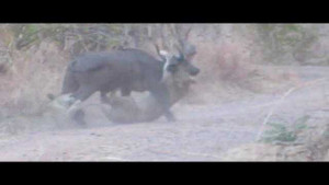 Video: Sư tử cái và trâu rừng đại chiến