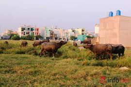 Chăn trâu bò kiếm trăm triệu giữa phố Sài Gòn