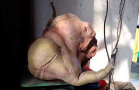 Phát hiện củ khoai lang 'khủng' có hình thù kỳ lạ